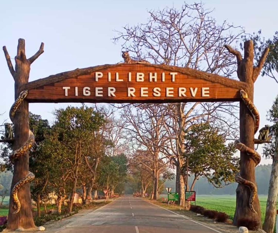 पीलीभीत टाइगर रिजर्व के 2 किमी दायरे में 'ईको-सेंसिटिव जोन' घोषित: 230 गांवों पर पड़ेगा असर; होटल, खनन और ईंट-भट्ठों पर लगा बैन—देखें पूरी लिस्ट