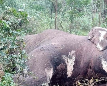 तराई में ‘जंगल का राजा’ बेजान: पीपल पड़ाव में हाथी की संदिग्ध मौत, वन विभाग कटघरे में