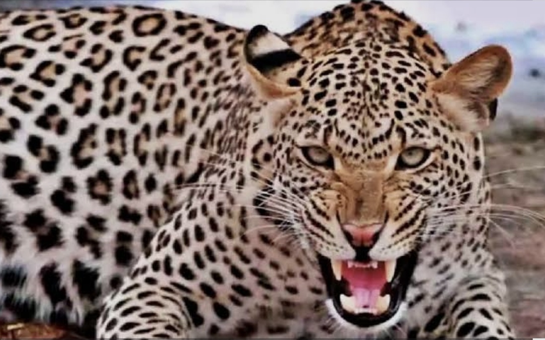 नैनीताल के पर्वतीय क्षेत्रों में गुलदार का आतंक: कहीं पालतू कुत्ते पर झपटा, तो कहीं झुंड में दिखे तीन तेंदुए; ग्रामीणों में दहशत